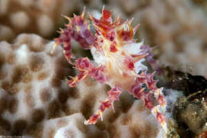Soft coral spider crab by Mathieu Foulquié 